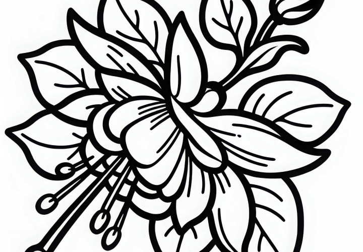 Fuchsie omalovánka k bezplatnému stažení