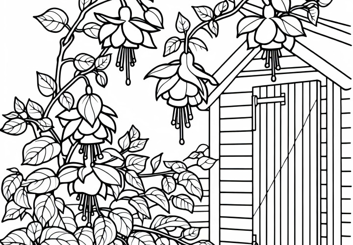 Bezplatné omalovánky fuchsií ke stažení