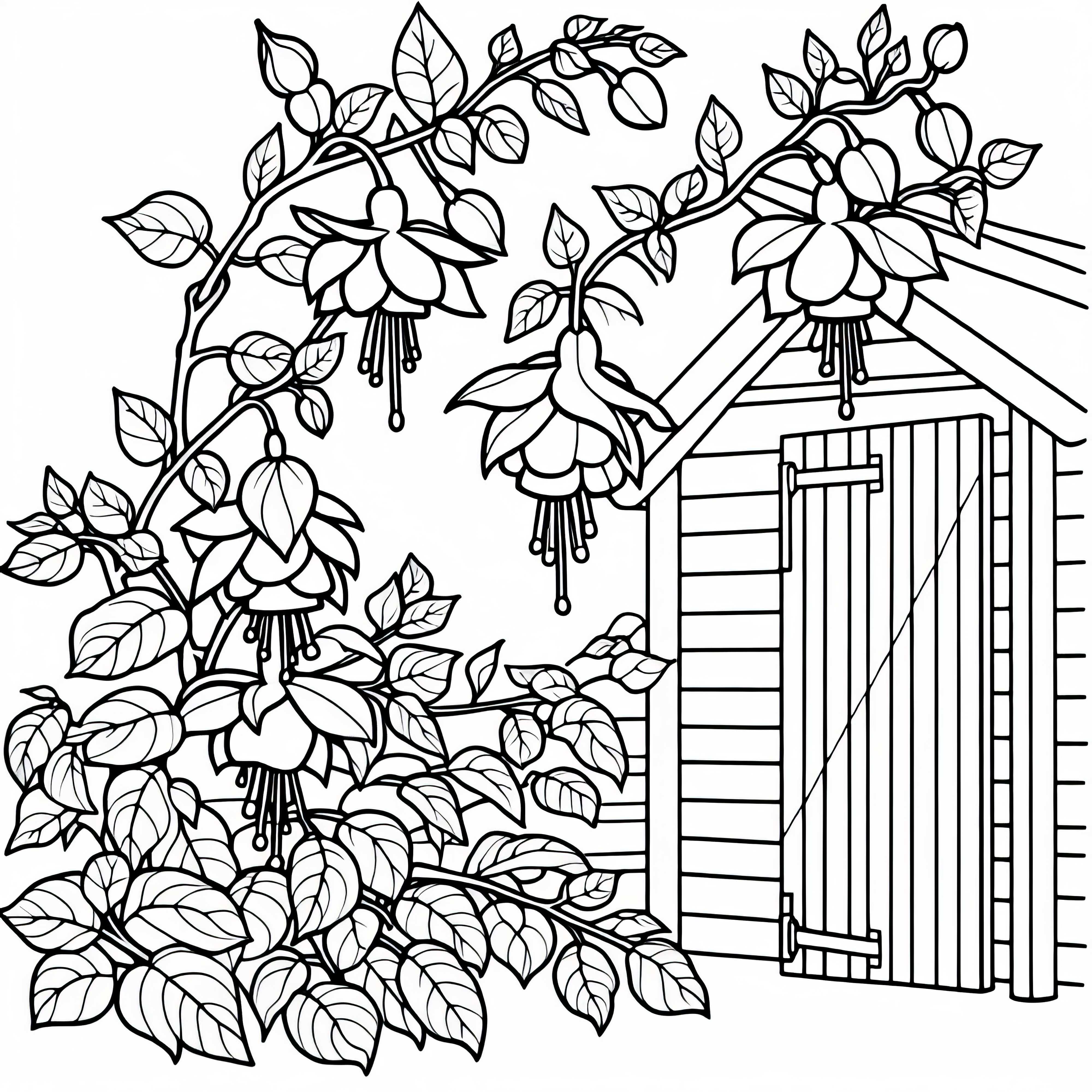 Free Downloadable Coloring Page of Fuchsias Fuchsia Coloring Page Free to Download