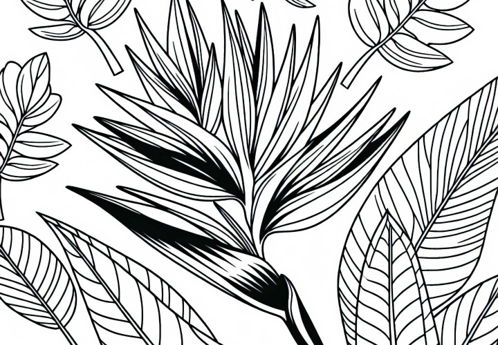 Оцветяваща картина на хеликония - Безплатно за изтегляне