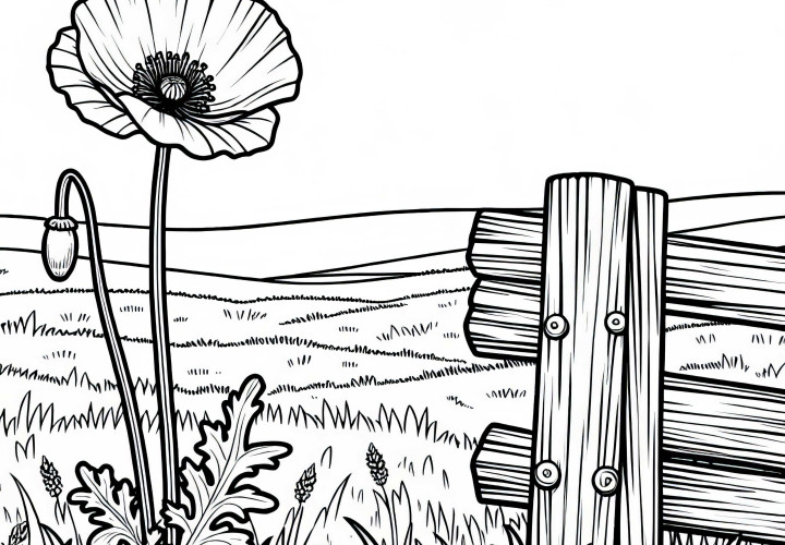 Оцветяваща рисунка с мак до дървена ограда на поляна – безплатно изтегляне