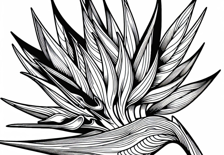 Оцветяване на картина на цветето райска птица – Безплатно изтегляне