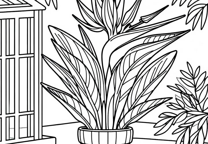 Цветето райска птица расте в сандък пред оранжерия – безплатен шаблон за оцветяване