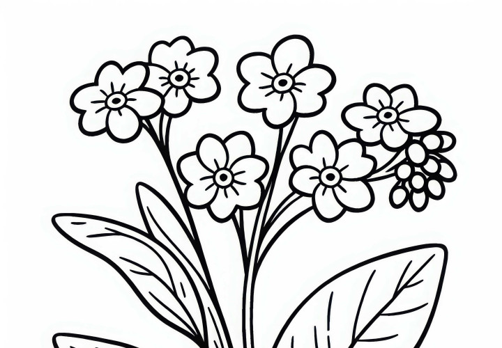 Vergissmeinnicht Ausmalbild – Kostenlose Malvorlage