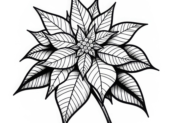 Blüte der Blume: Weihnachtsstern Ausmalbild Kostenlos