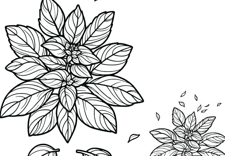 Bezplatný obrázok na vymaľovanie s bazalkou a bylinkami