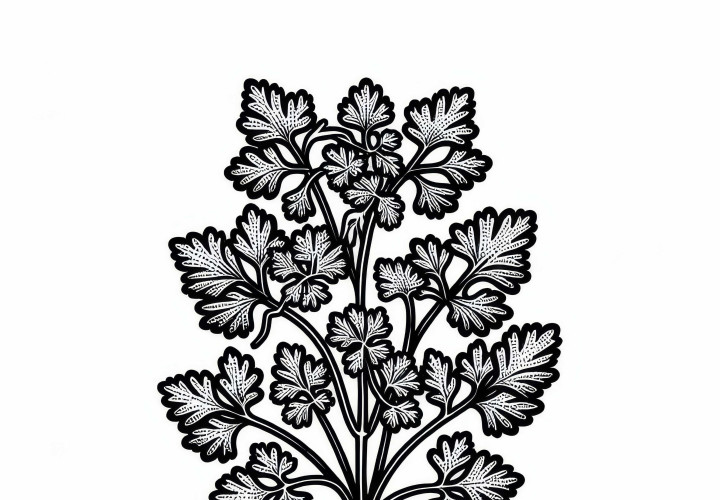 Koriandri värvimisleht maitsetaimede jaoks – Tasuta allalaadimine