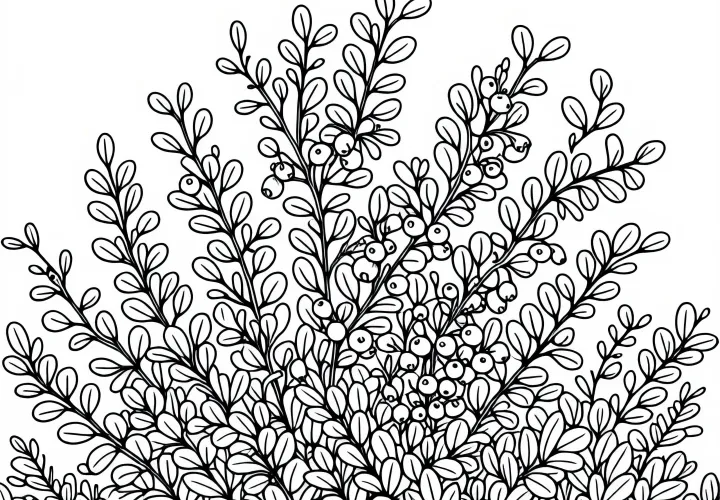 Berberitze Ausmalbild für Sträucher Kostenlos