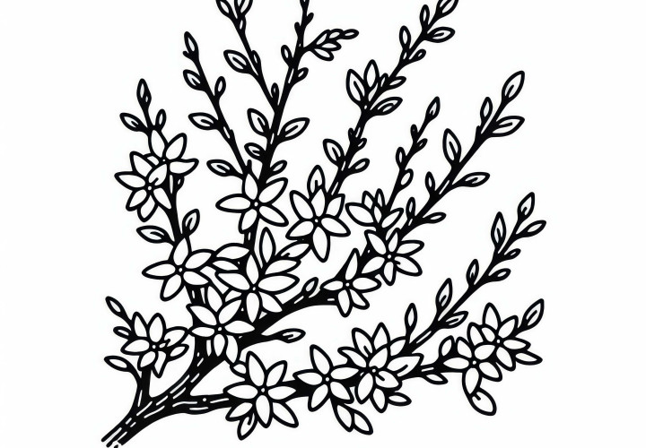 Coloring page of forsythias - Free coloring template for shrubs