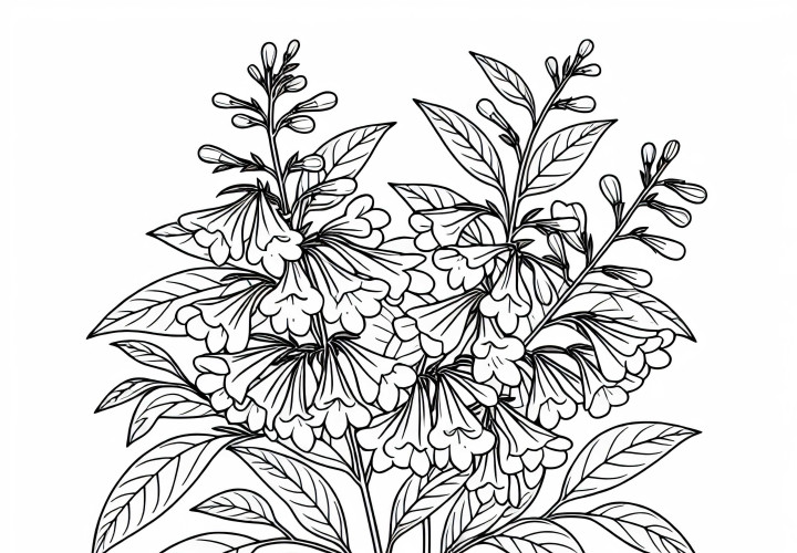 Weigela Coloring Page for Shrubs Free Weigela coloring template for shrubs free