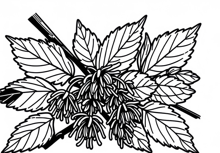 Coloring page of shrubs - Free coloring template