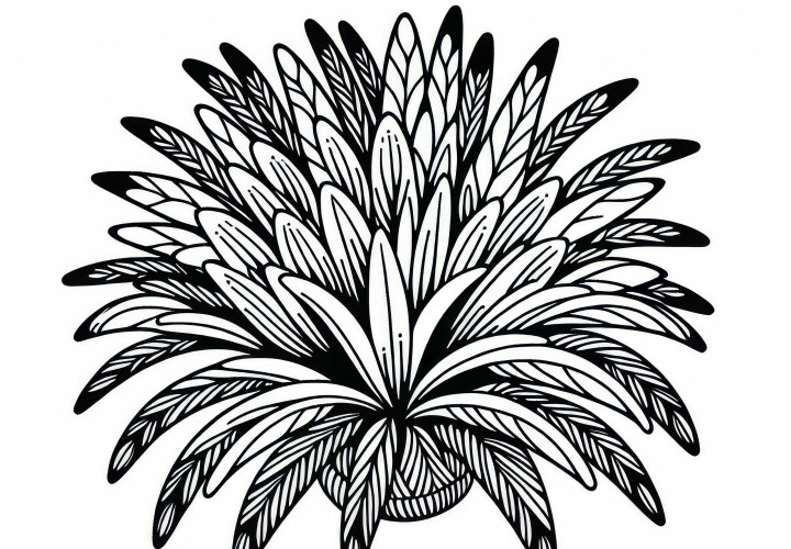 Ausmalbild einer südafrikanischen Zwergpalme (Phoenix reclinata) – Kostenlos zum Download Ausmalbild einer südafrikanischen Zwergpalme (Phoenix reclinata) – Kostenlos zum Download