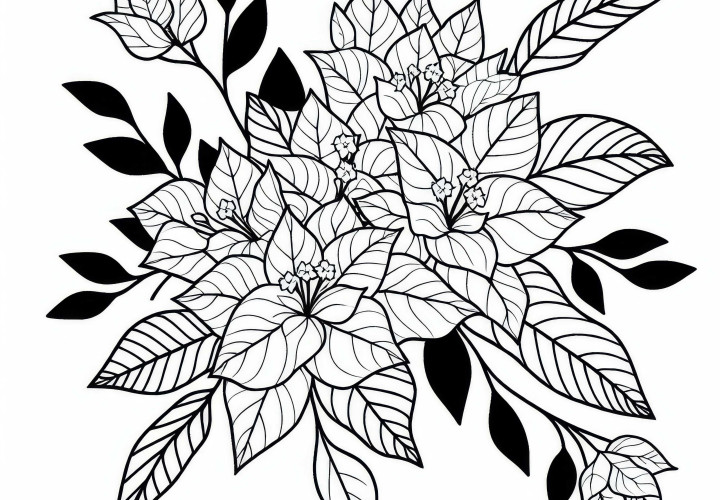 Bougainvillea Coloring Template Free to Download and Color