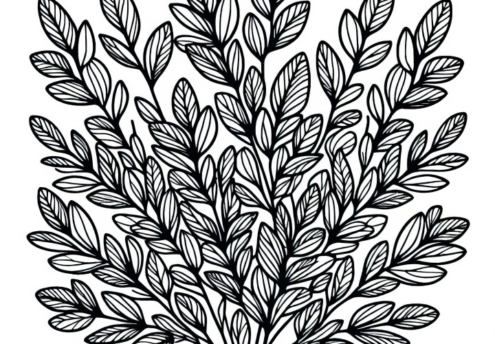 Buxbaum omalovánka zdarma: Bezplatné omalovánky pro uvolnění