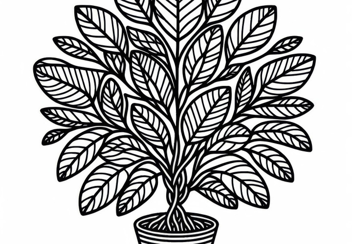 Ficus šablona ke stažení zdarma