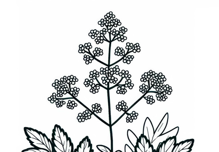 Free Coloring Page of Giersch