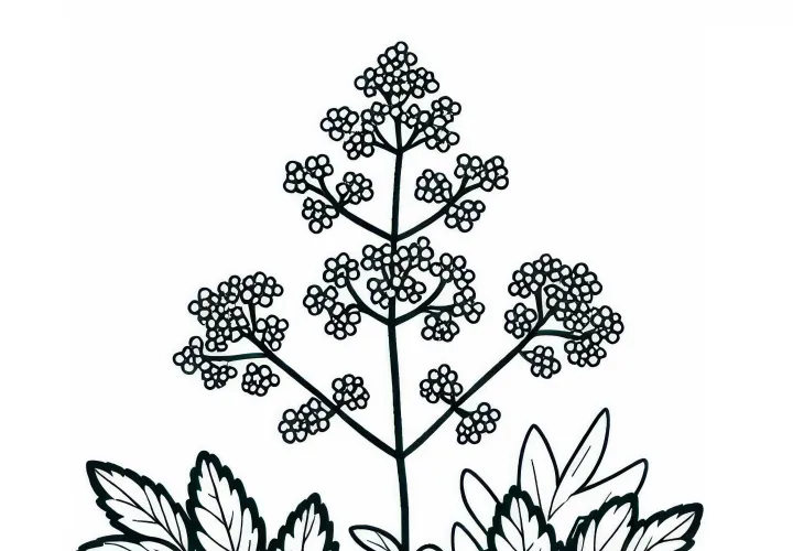 Giersch Ausmalbild Kostenlos