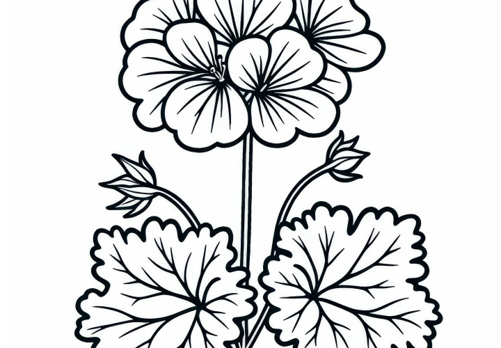 Free Geranium Coloring Page