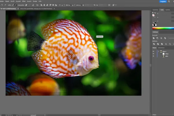 Grundlagen-Tutorial zu Adobe Illustrator: Screenshot mit einem Bild