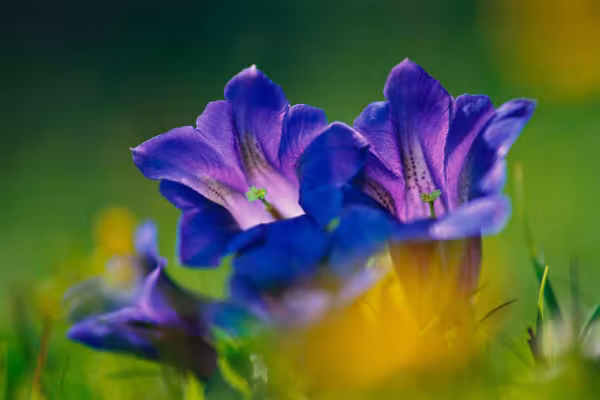 Fotografía de montaña: Blum, macrofotografía