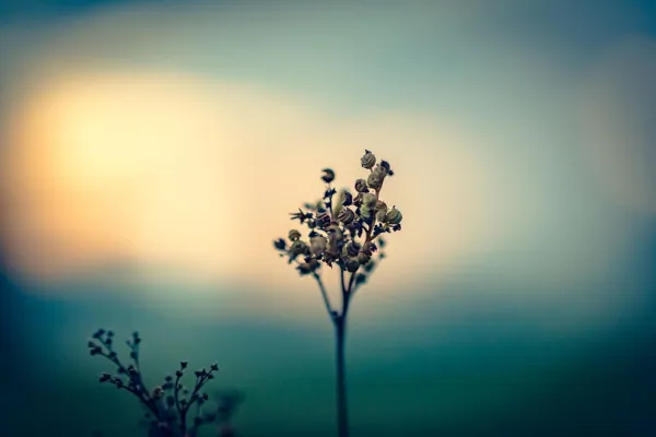 Fotografia jesienią, sesja zdjęciowa mgły i kwiatów