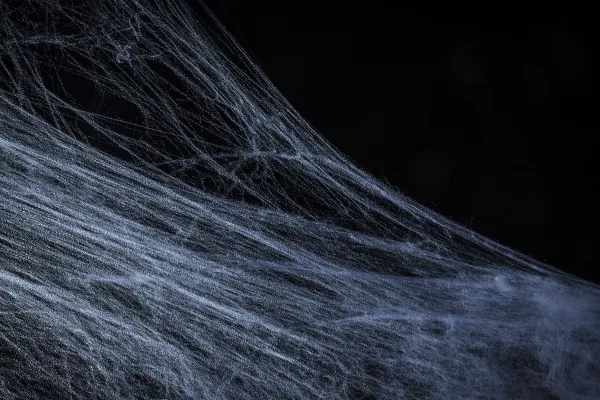 Spinnweben vor schwarzem Hintergrund als Vorlage für Composings