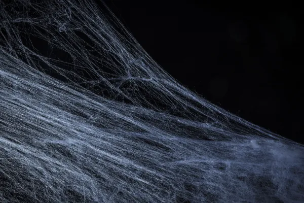 Cobwebs against a black background as a template for composings