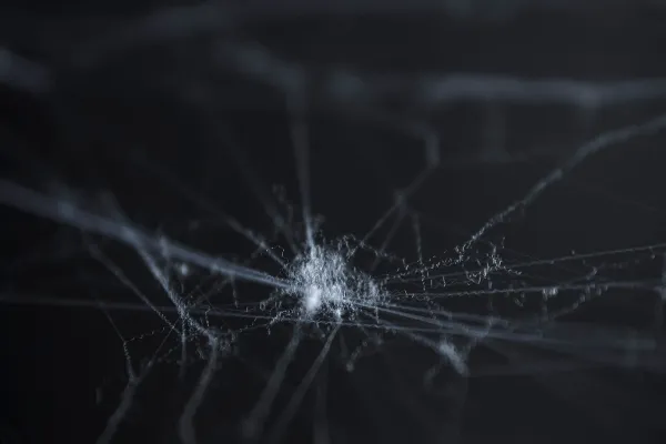 Spinnennetze vor schwarzem Hintergrund