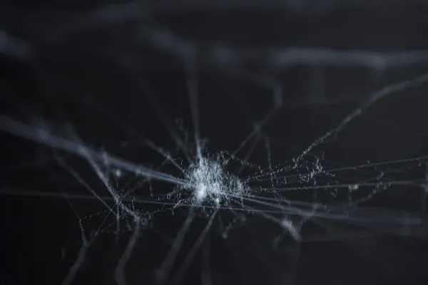 Spider webs against a black background