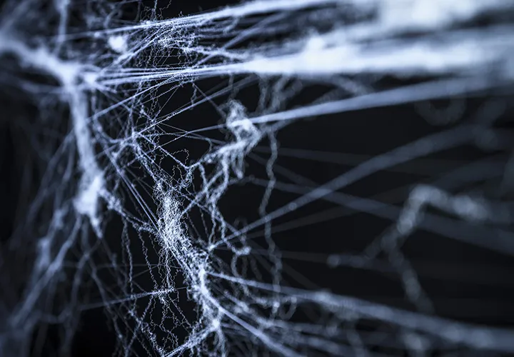 Spinnenwebafbeeldingen: sjablonen van spinnenwebben voor jouw composities