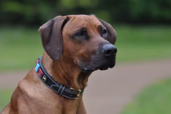 Fotografía profesional de animales: Retrato de un perro