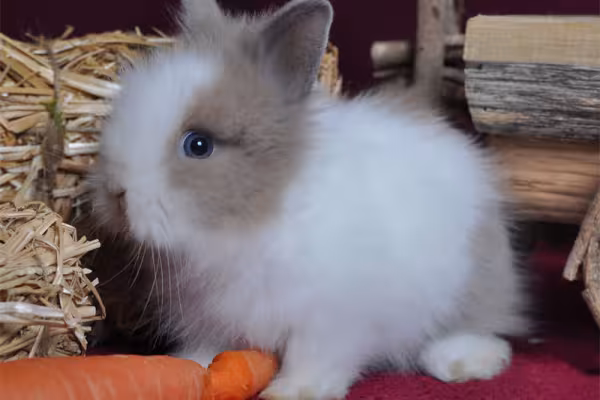 Foto de un animal pequeño