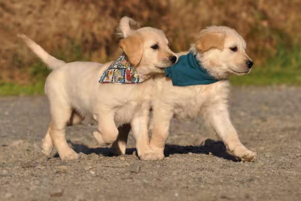 Fotografía profesional de animales: Dos perros corriendo uno al lado del otro