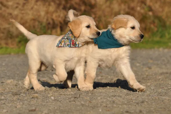 Professionelle Tierfotografie: Zwei Hunde laufen nebeneinander