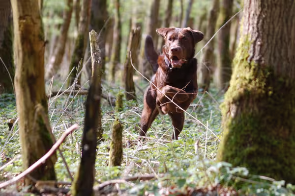 Fotografía profesional de animales: Un perro corre por un bosque