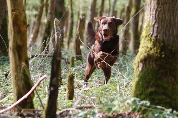 Professionelle Tierfotografie: Ein Hund rennt durch einen Wald