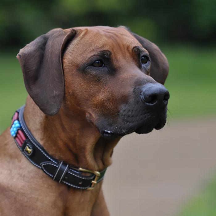 Fotografía profesional de animales: fotografiar correctamente perros, gatos, caballos & co