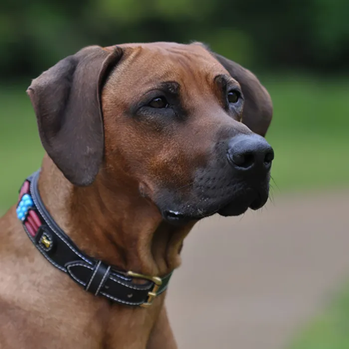 Professionelle Tierfotografie: Hunde, Katzen, Pferde & Co richtig fotografieren