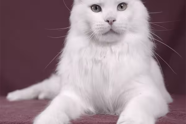 Fotografía profesional de animales: Retrato de un gato