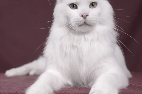 Professionelle Tierfotografie: Porträt einer Katze