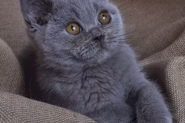 Fotografía profesional de animales: Retrato de un gato