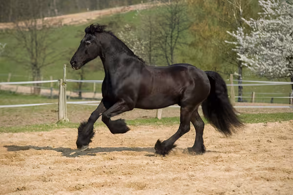 Fotografía profesional de animales: fotografiar un caballo