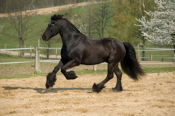 Professionelle Tierfotografie: Aufnahme eines Pferdes