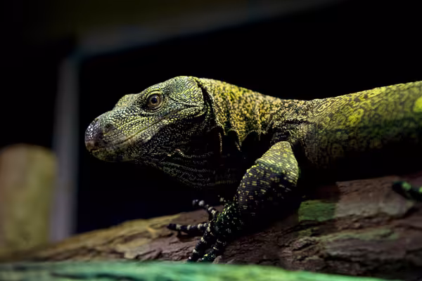 Fotografía profesional de animales: ejemplo de foto de reptiles