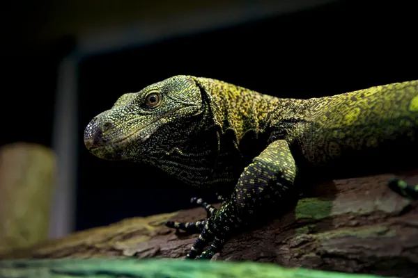 Professionelle Tierfotografie: Beispielfoto zur Aufnahme von Reptilien