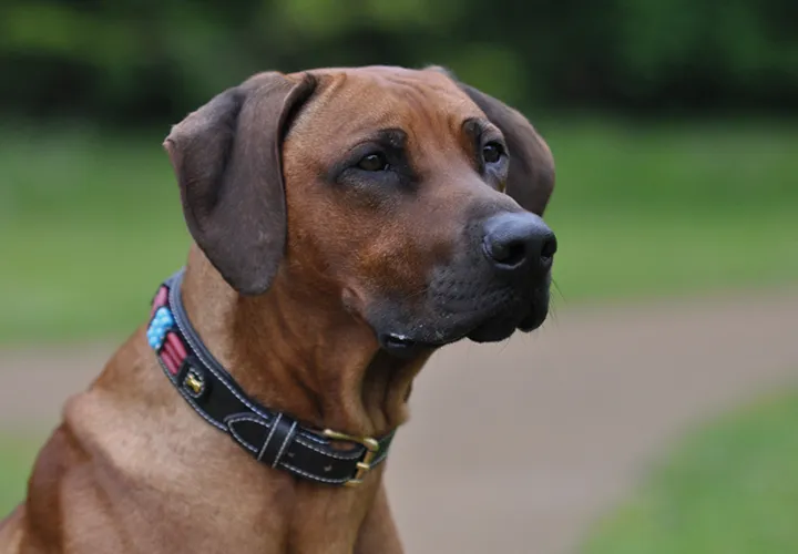 Professionel dyrefotografering: Sådan fotograferes hunde, katte, heste & Co korrekt.