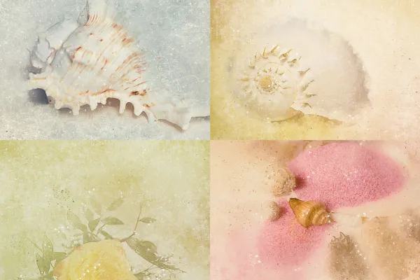 Examples from the package Beautiful, artistic wallpapers: Shell and rose pictures