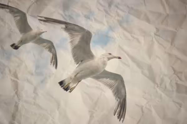 Crumpled paper with birds