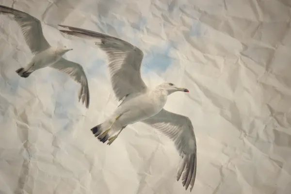 Zerknittertes Papier mit Vögeln