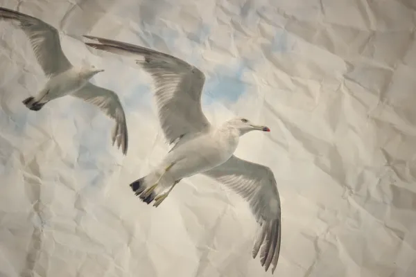 Crumpled paper with birds